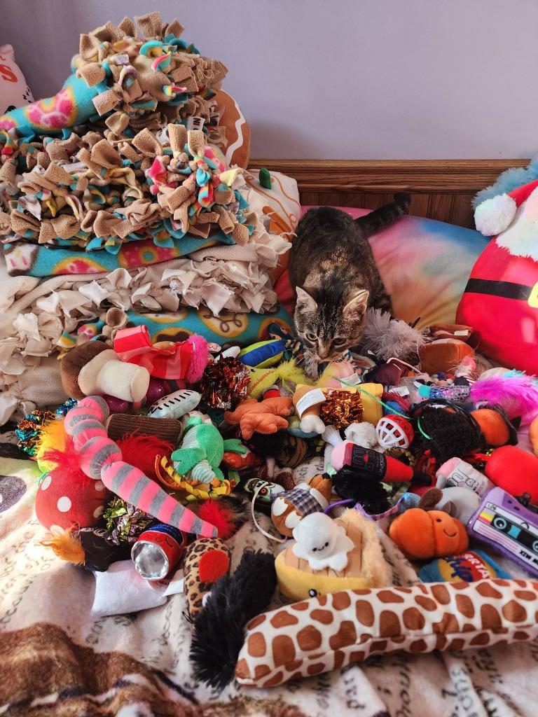 Ophelia, Adoptable, Adult Female Domestic Short Hair.