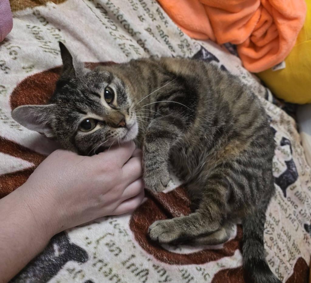 Enlarge Ophelia, a Adoptable mixed breed in Grand Forks, ND image 1/1