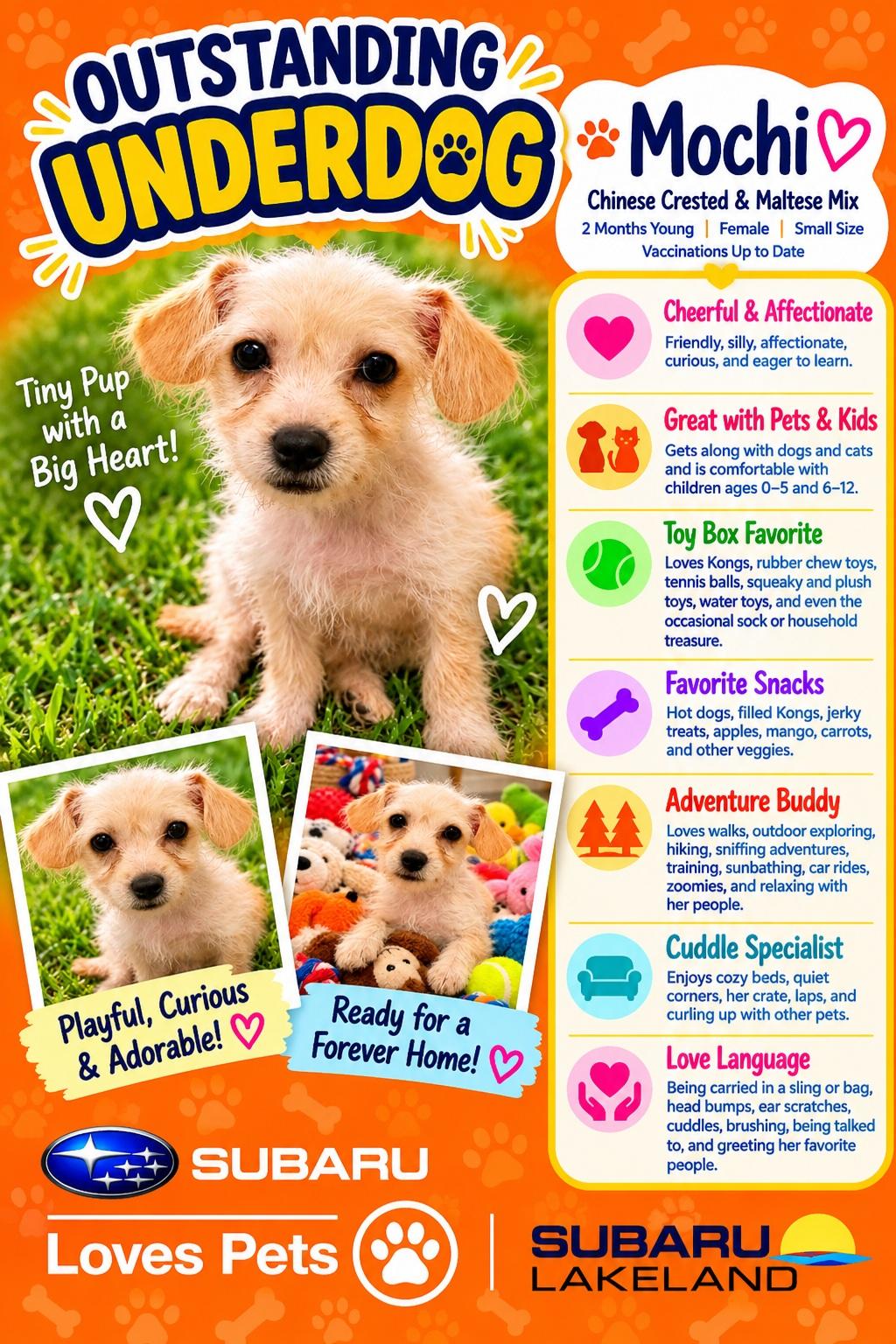 Mochi, Adoptable, Puppy Female Maltese & Chinese Crested Dog.