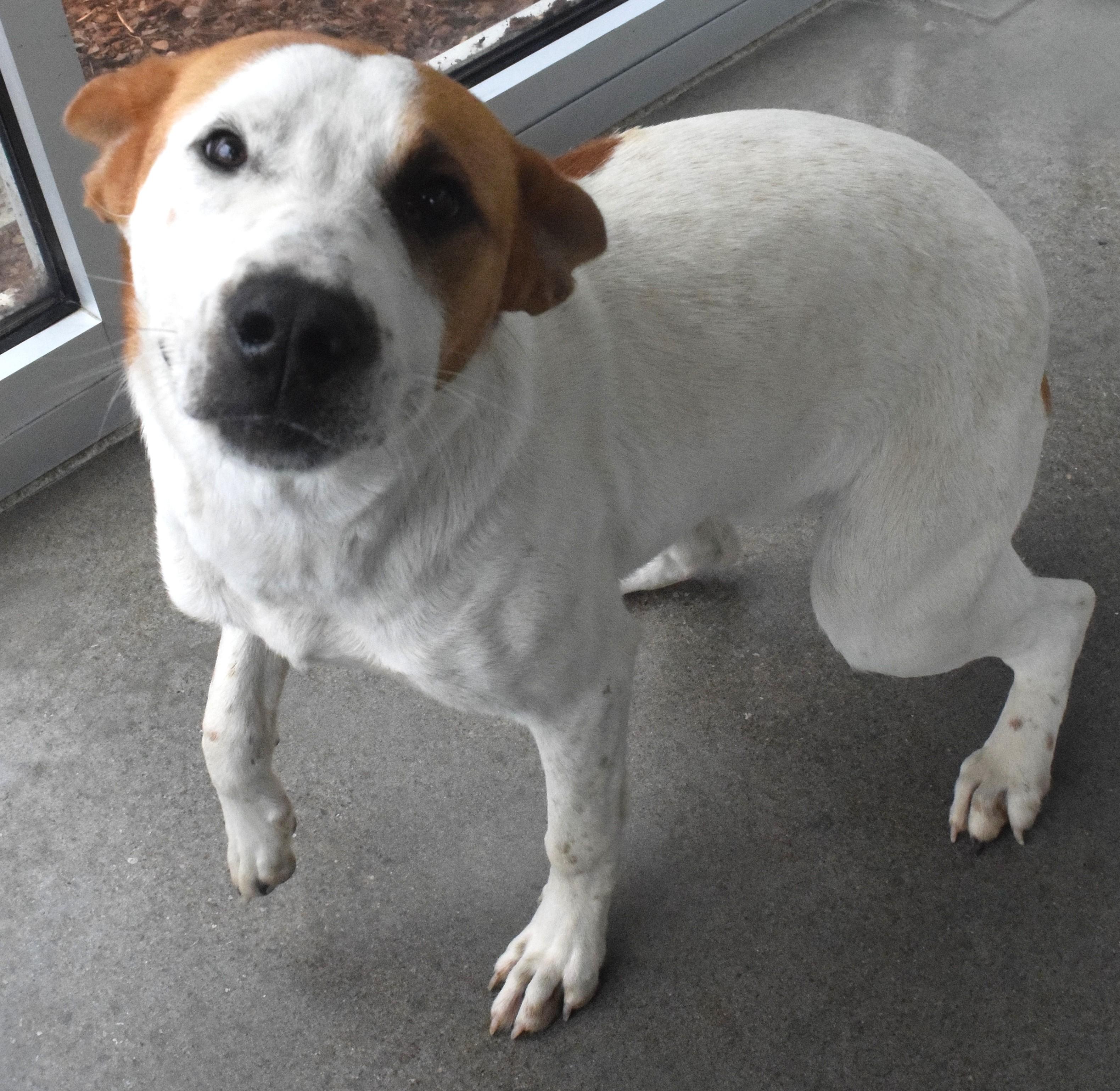 #22103, ADOPTABLE, Adult Female Pit Bull Terrier.