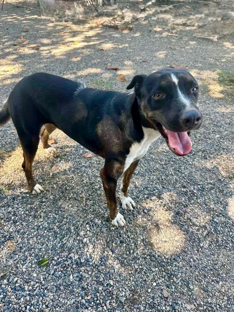 Sadie — thumbnail 2