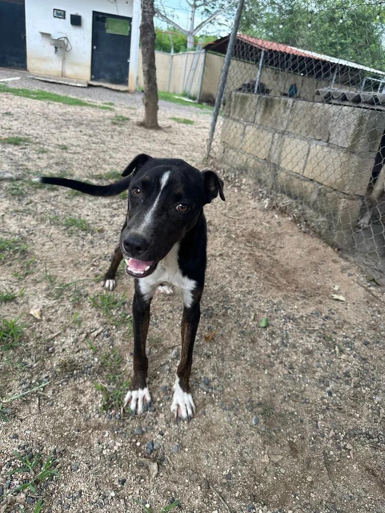 Sadie — thumbnail 4