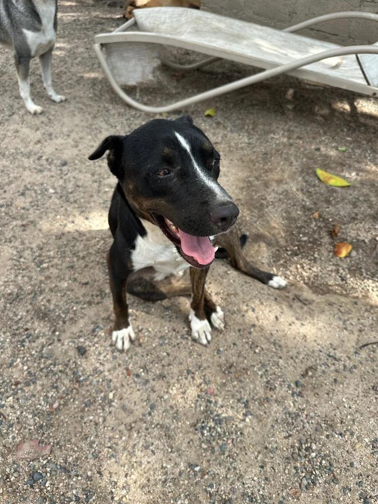 Sadie — thumbnail 6