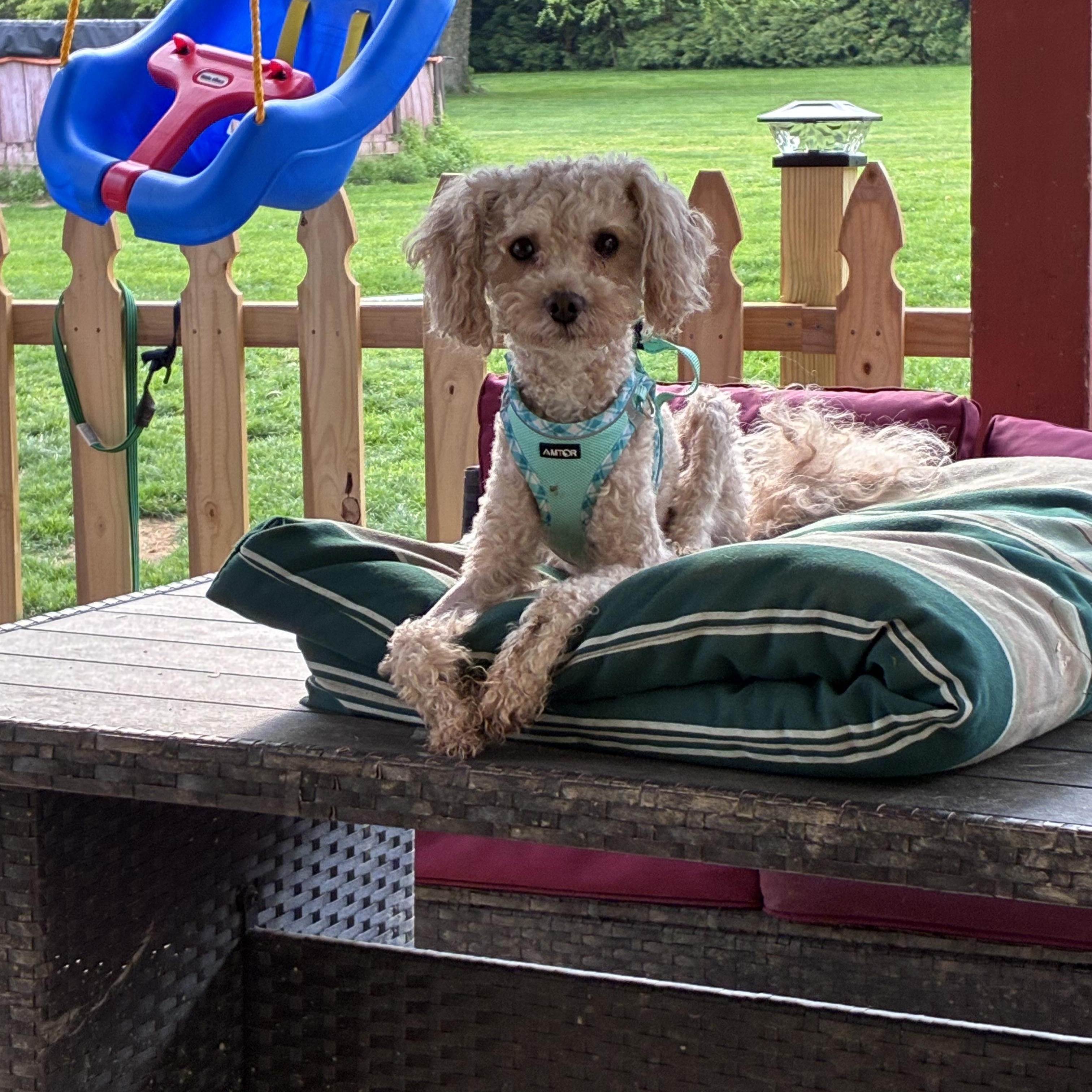 Teddy, adopted, Adult Male Goldendoodle.