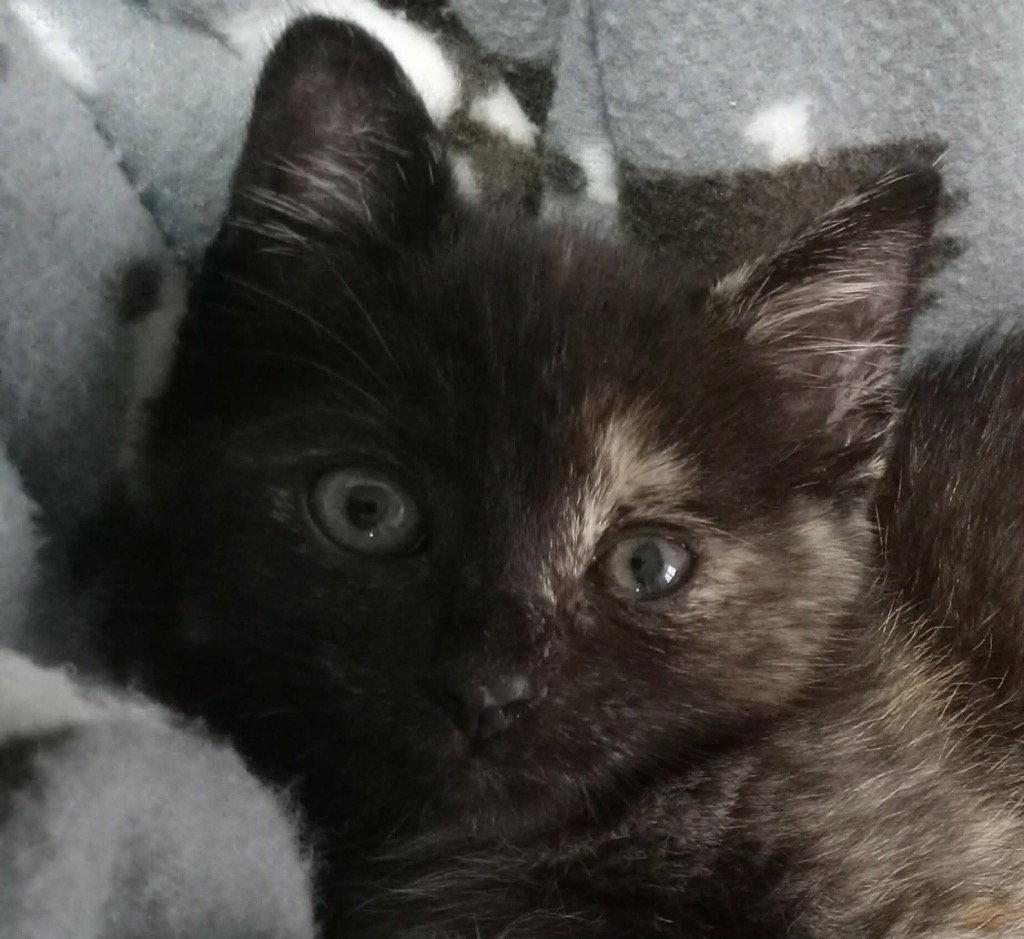 Enlarge Whimsy, a Adoptable Domestic Short Hair in Saint George, UT image 1/1