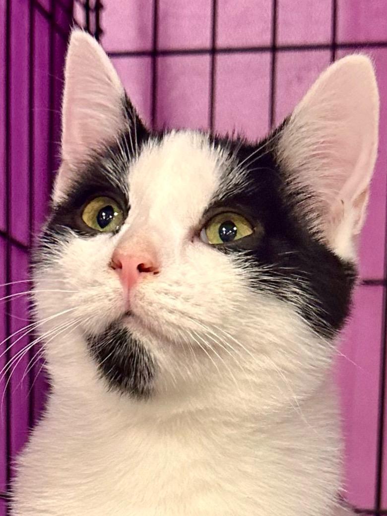 Adonis  Jenkintown Ps thumbnail 3