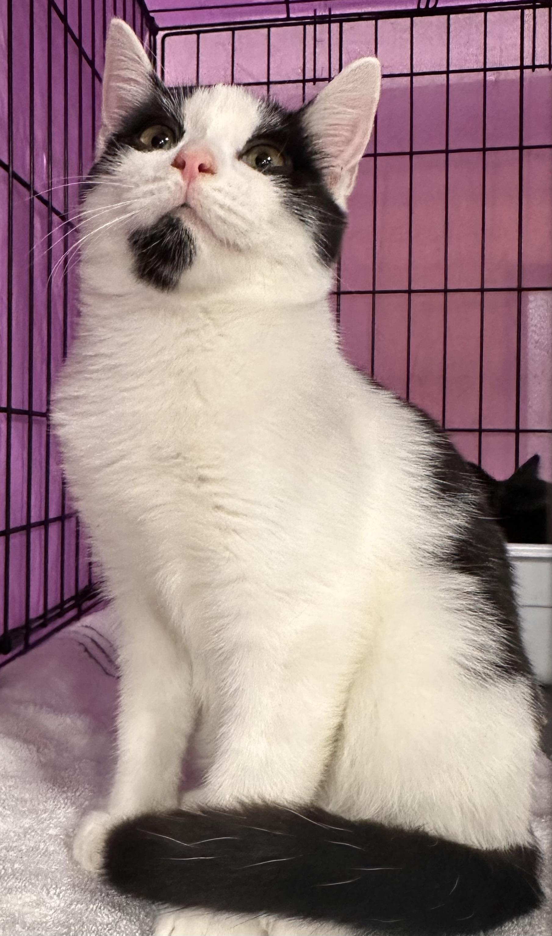 Adonis  Jenkintown Ps thumbnail 2