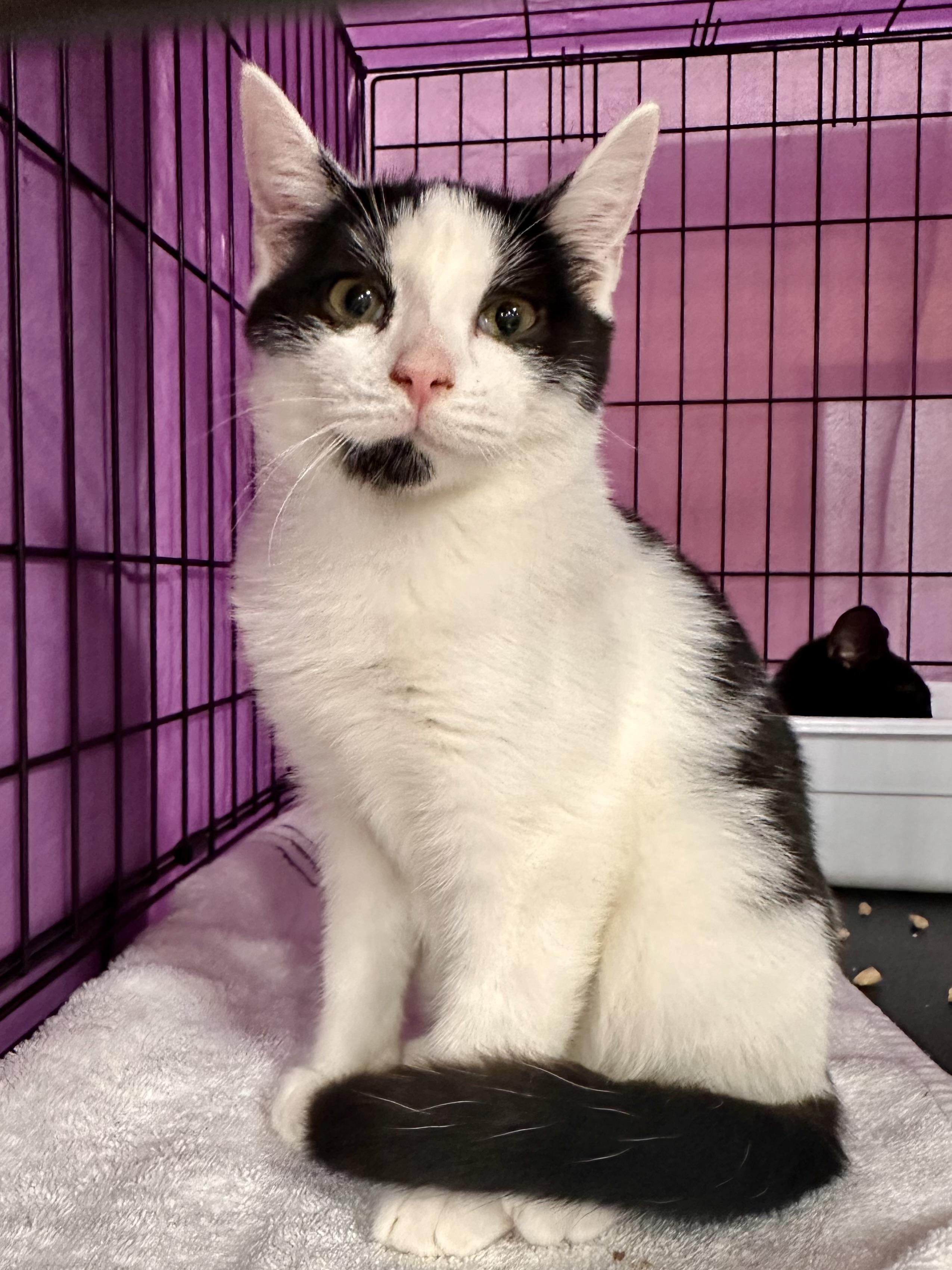 Adonis  Jenkintown Ps thumbnail 4