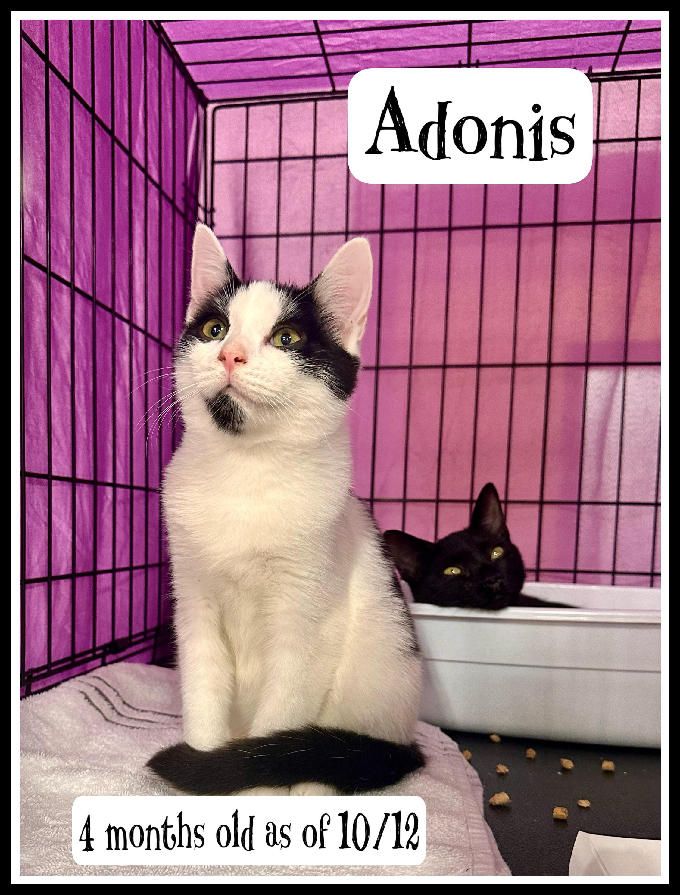 Adonis  Jenkintown Ps photo 1