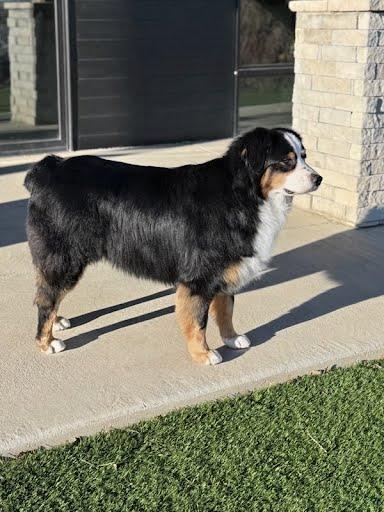Enlarge Finn, a Adoptable Australian Shepherd in Winter Park, CO image 1/3
