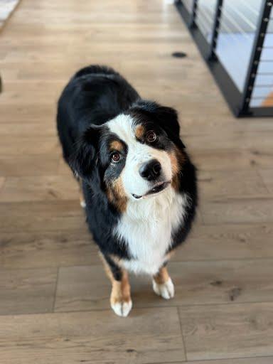Enlarge Finn, a Adoptable Australian Shepherd in Winter Park, CO image 2/3