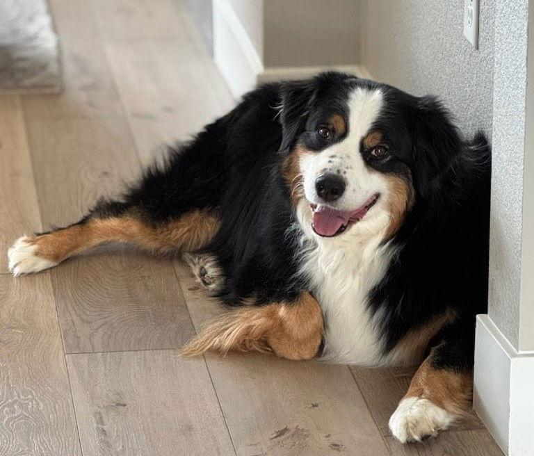 Enlarge Finn, a Adoptable Australian Shepherd in Winter Park, CO image 3/3