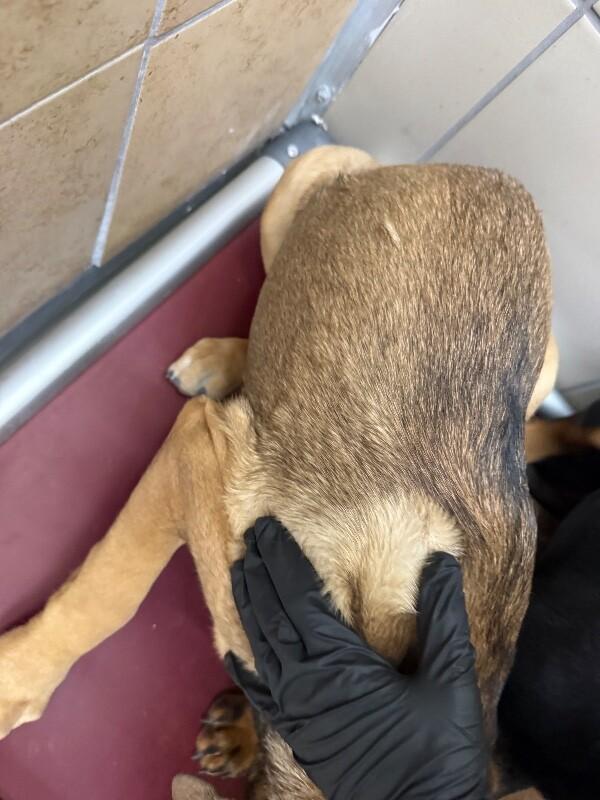 Leo, a Adoptable Mixed Breed in Hobbs, NM image 1/6