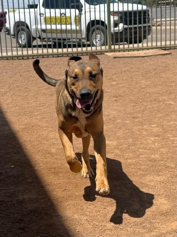 Enlarge Leo, a Adoptable Mixed Breed in Hobbs, NM image 1/6