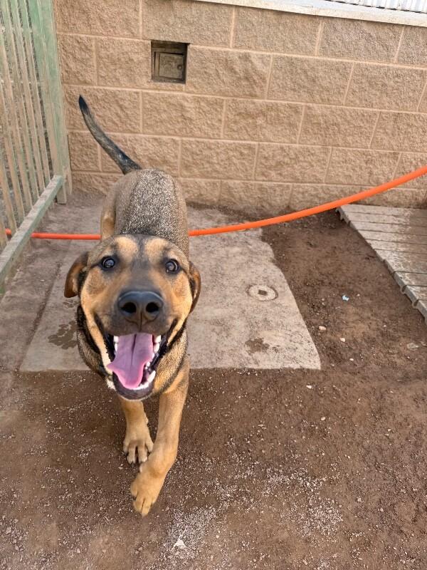 Enlarge Leo, a Adoptable Mixed Breed in Hobbs, NM image 2/6