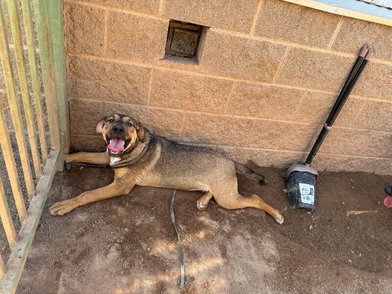 Leo, a Adoptable Mixed Breed in Hobbs, NM image 2/6