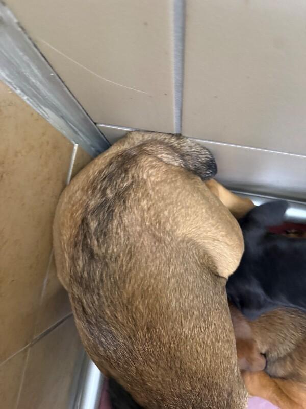 Leo, a Adoptable Mixed Breed in Hobbs, NM image 3/6