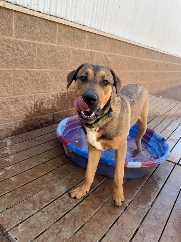 Enlarge Leo, a Adoptable Mixed Breed in Hobbs, NM image 3/6