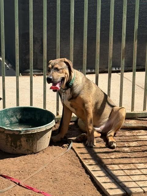 Leo, a Adoptable Mixed Breed in Hobbs, NM image 3/6