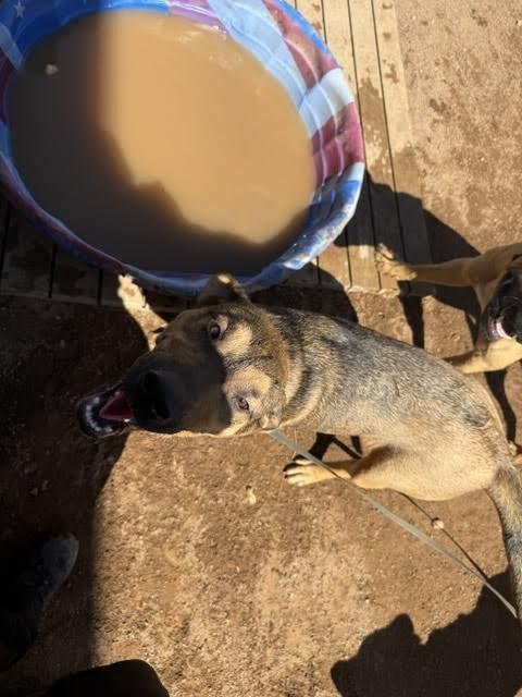 Leo, a Adoptable Mixed Breed in Hobbs, NM image 4/6