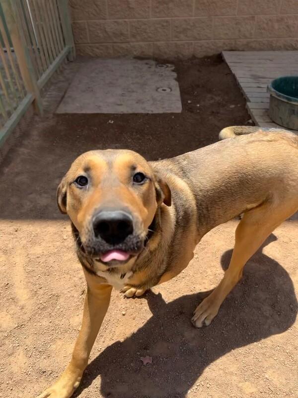 Enlarge Leo, a Adoptable Mixed Breed in Hobbs, NM image 5/6