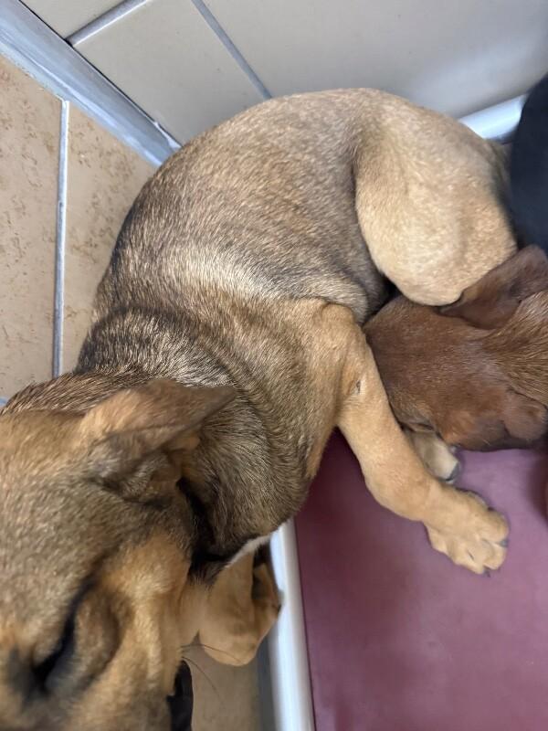 Leo, a Adoptable Mixed Breed in Hobbs, NM image 4/6