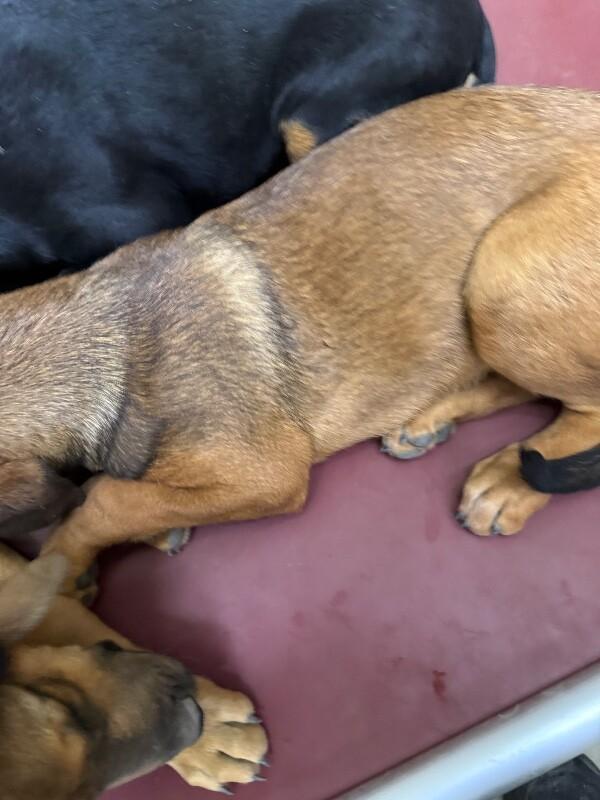 Leo, a Adoptable Mixed Breed in Hobbs, NM image 5/6