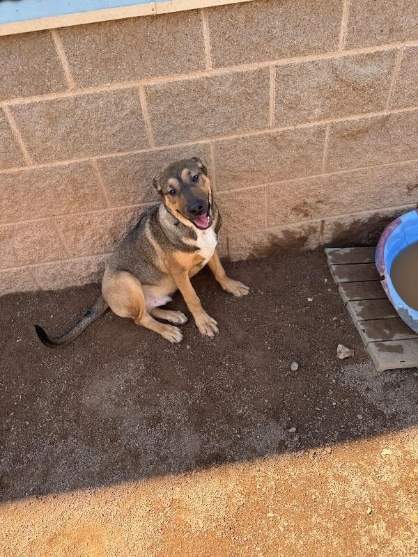 Leo, a Adoptable Mixed Breed in Hobbs, NM image 5/6