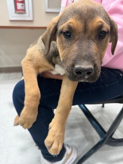 Leo, a Adoptable Mixed Breed in Hobbs, NM image 6/6
