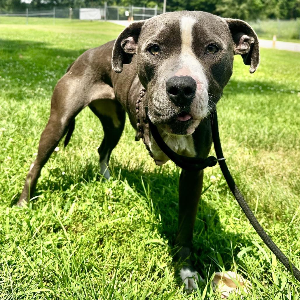 Sheena, Adoptable, Adult Female Pit Bull Terrier.