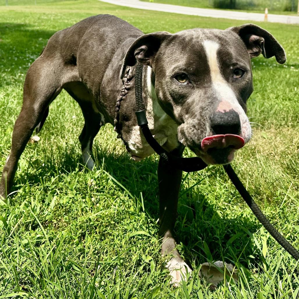 Enlarge Sheena, a Adoptable Pit Bull Terrier in Warrensburg, MO image 2/2