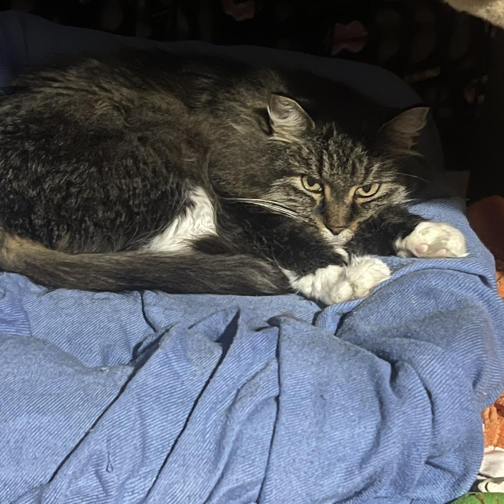 Layla, Adoptable, Adult Female Domestic Long Hair.