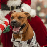 Enlarge Honey, a Adoptable mixed breed in Jacksonville, AL image 1/5