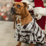 Enlarge Honey, a Adoptable mixed breed in Jacksonville, AL image 2/5