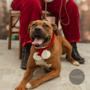 Enlarge Honey, a Adoptable mixed breed in Jacksonville, AL image 3/5