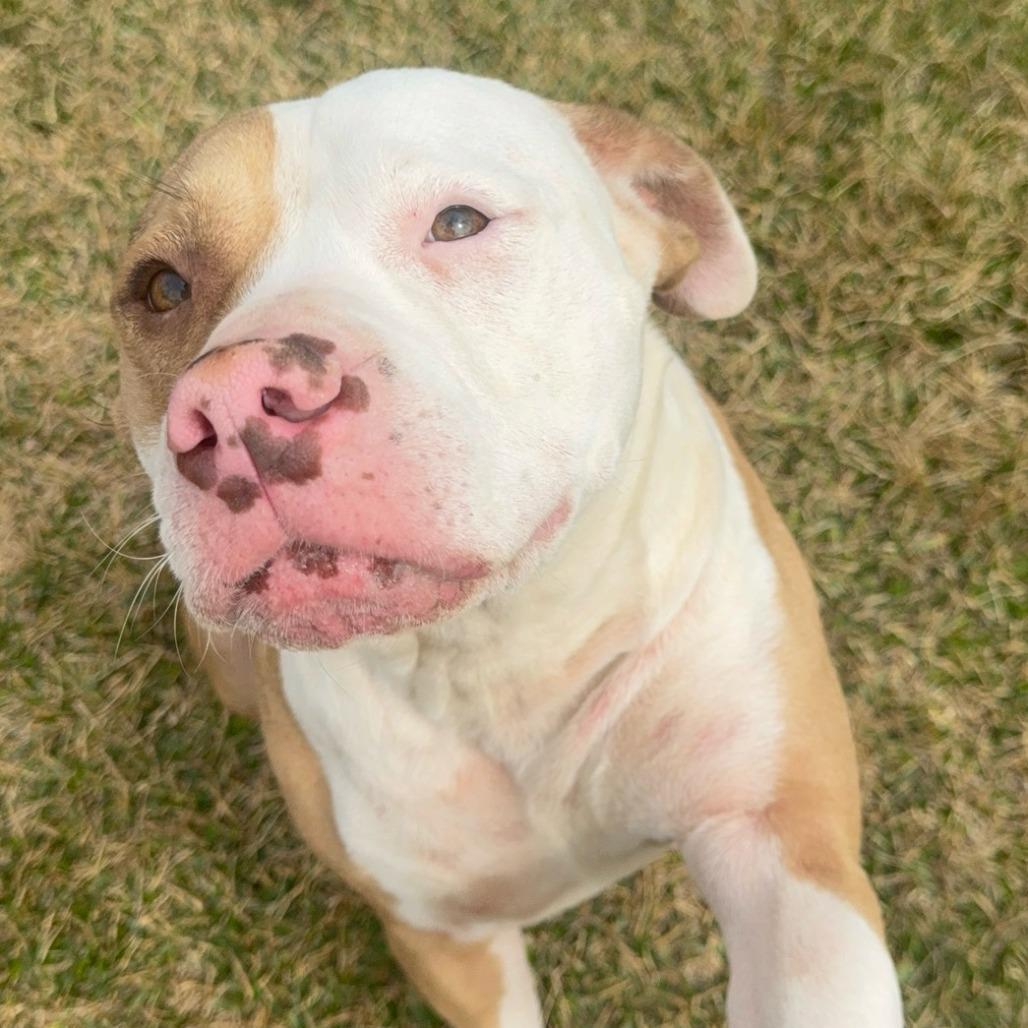 Enlarge Bree 2025, a Adoptable Pit Bull Terrier in South Houston, TX image 1/1