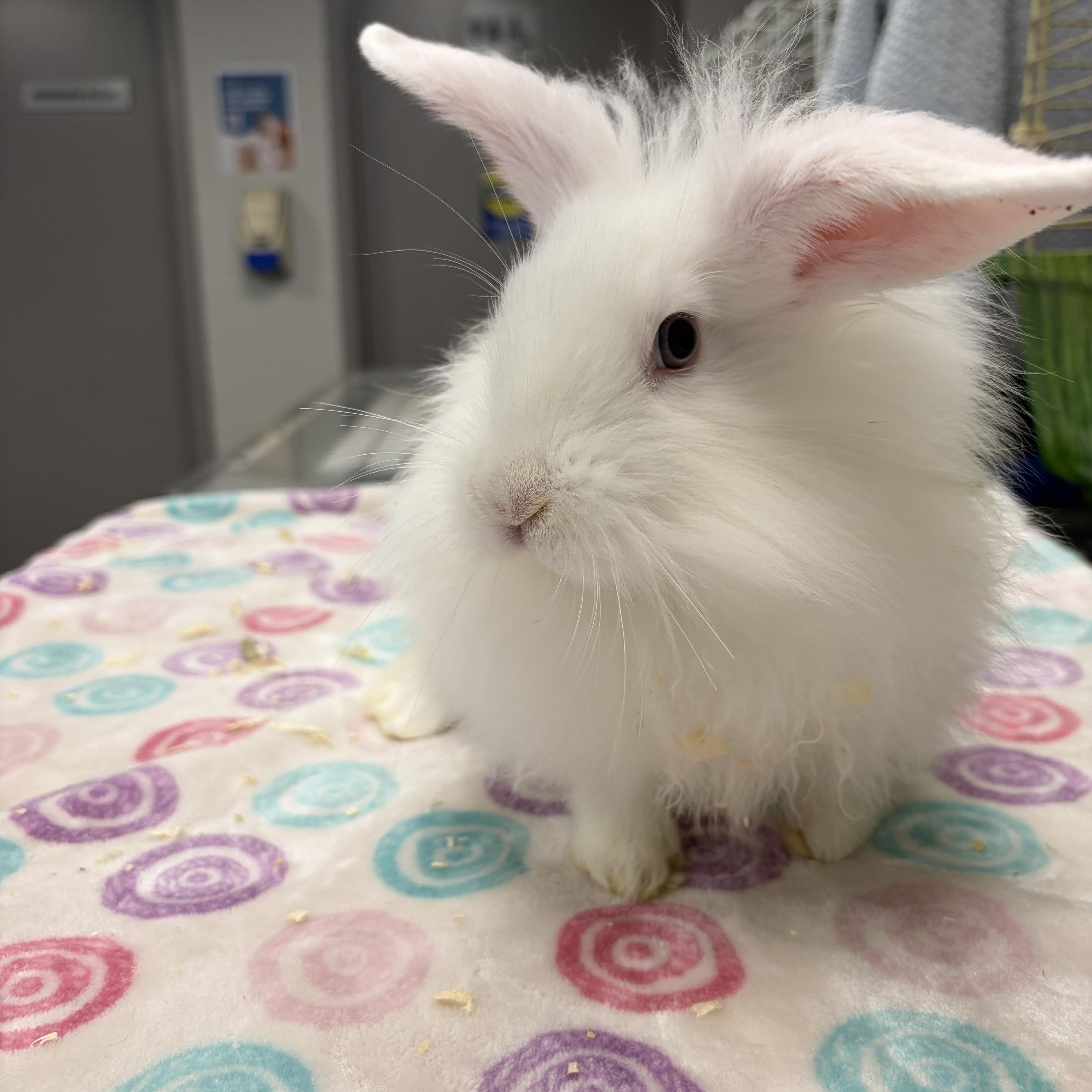 Enlarge Saucer, a Adoptable Bunny Rabbit in Mississauga, ON image 1/2