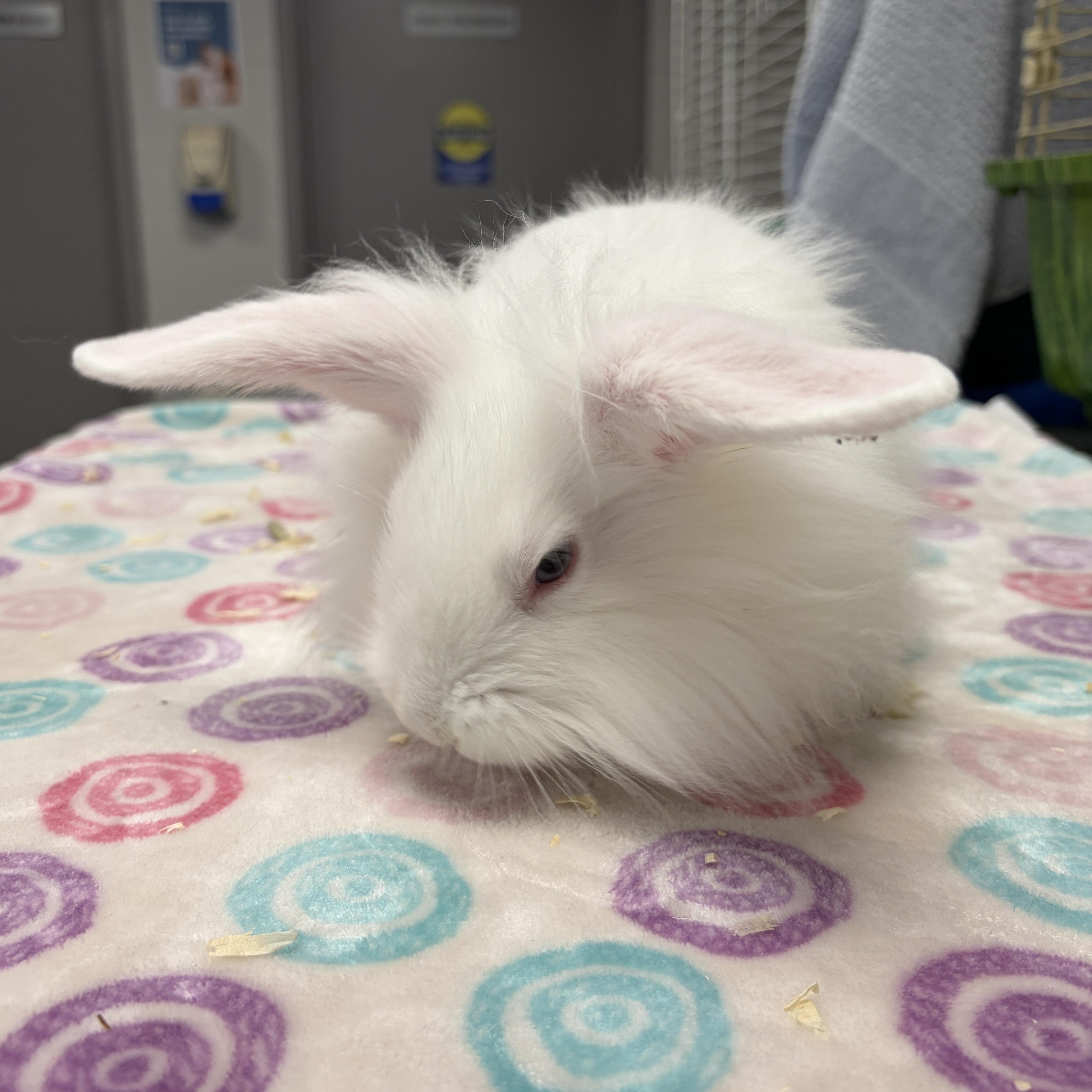 Enlarge Saucer, a Adoptable Bunny Rabbit in Mississauga, ON image 2/2