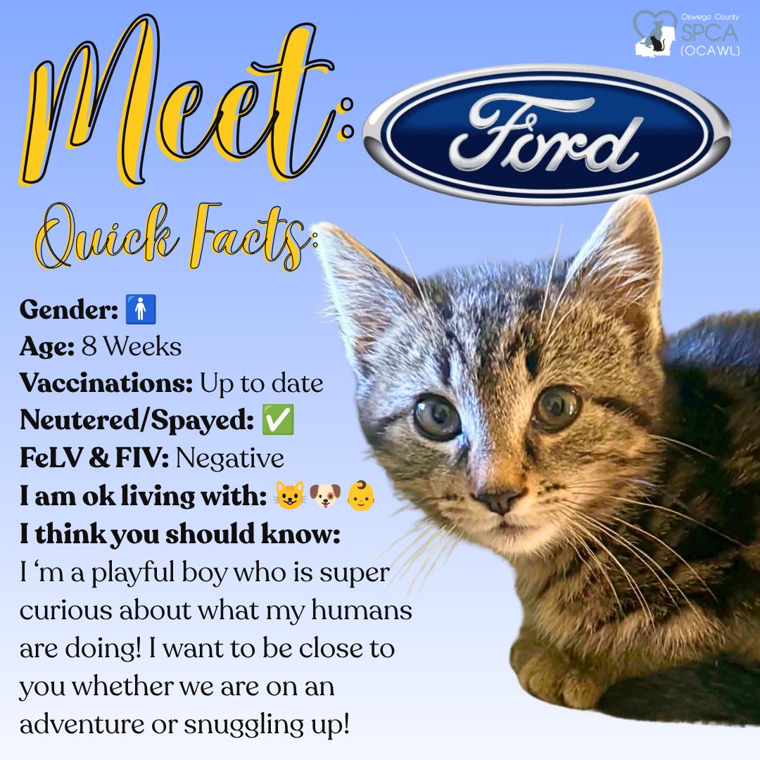 Ford, ADOPTABLE, Young Male Domestic Short Hair.