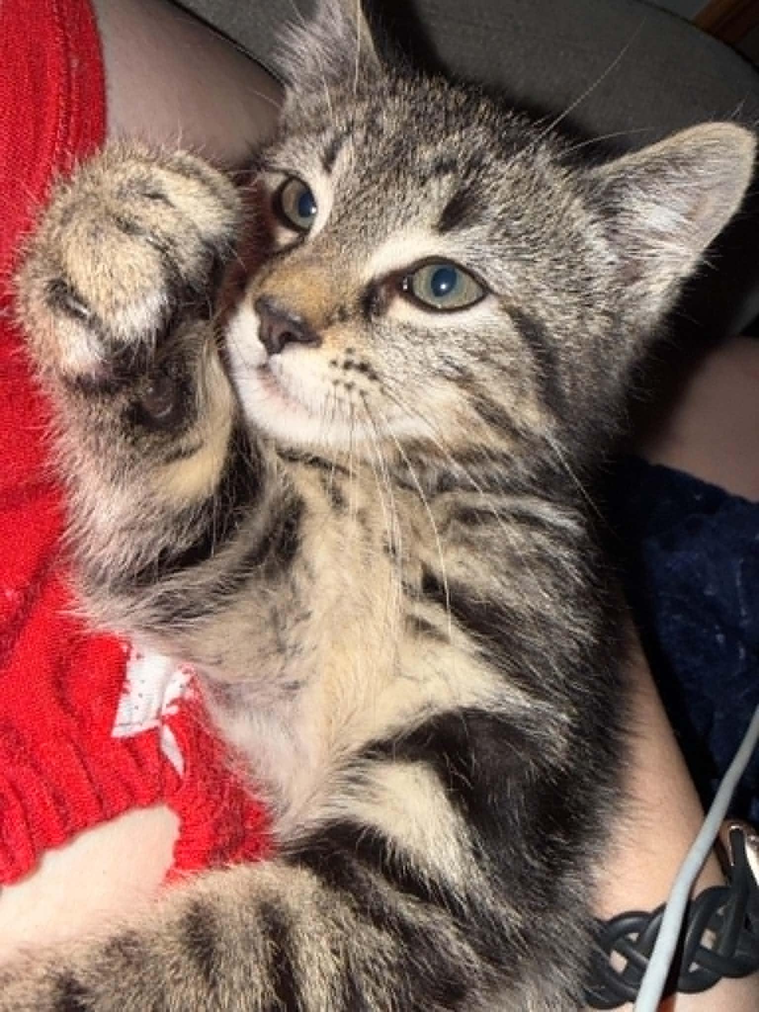 Ford, a ADOPTABLE Domestic Short Hair in Fulton, NY image 3/6