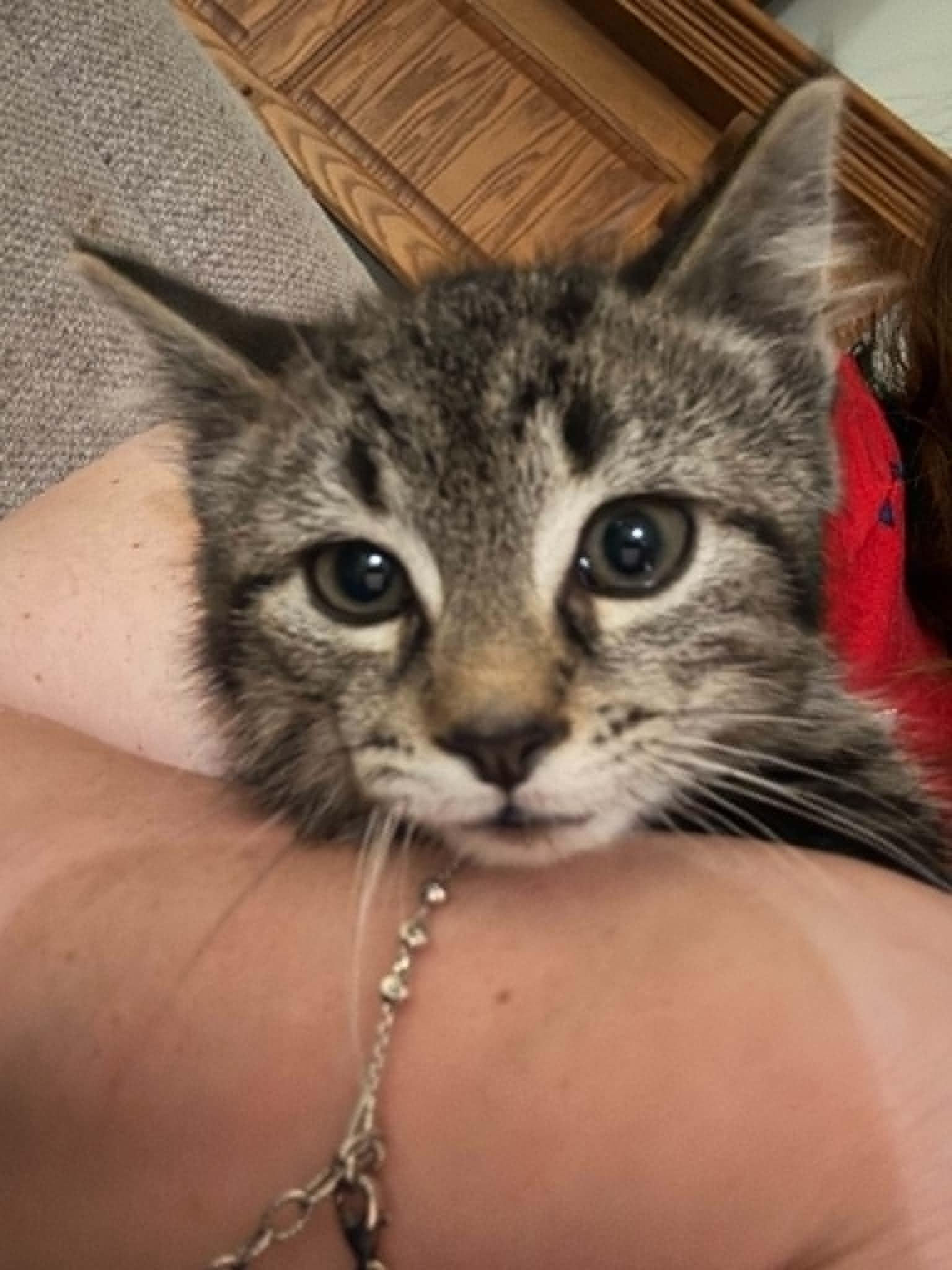 Ford, a ADOPTABLE Domestic Short Hair in Fulton, NY image 5/6