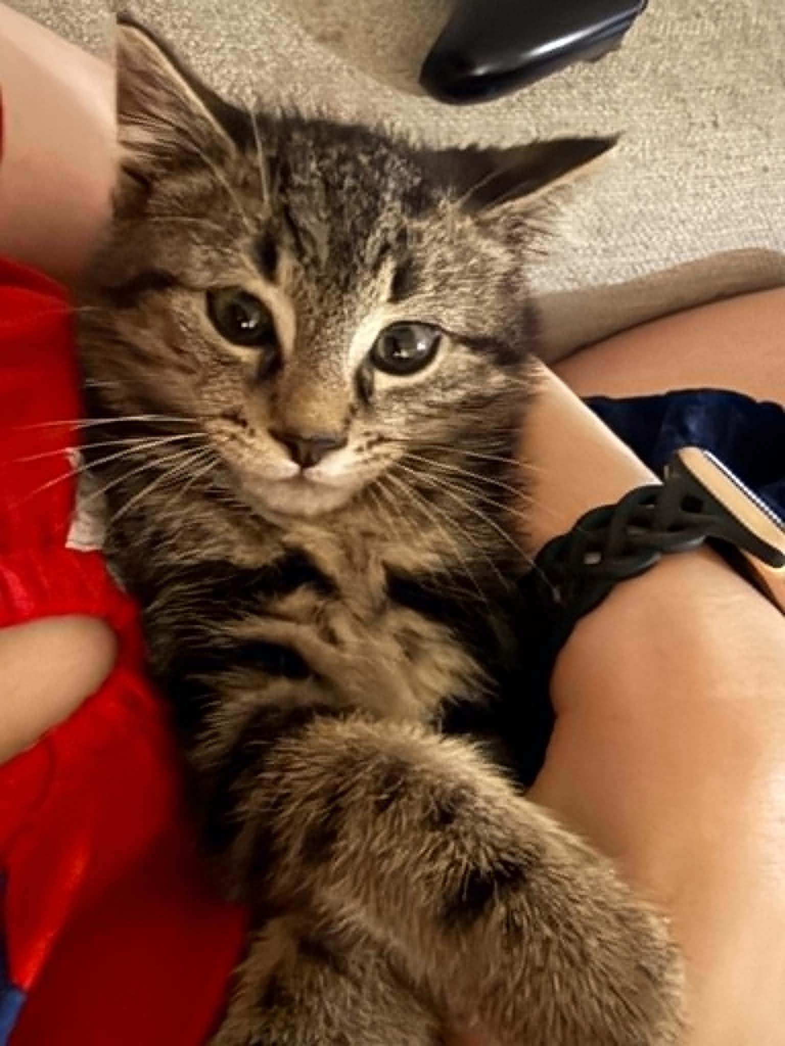 Ford, a ADOPTABLE Domestic Short Hair in Fulton, NY image 2/6
