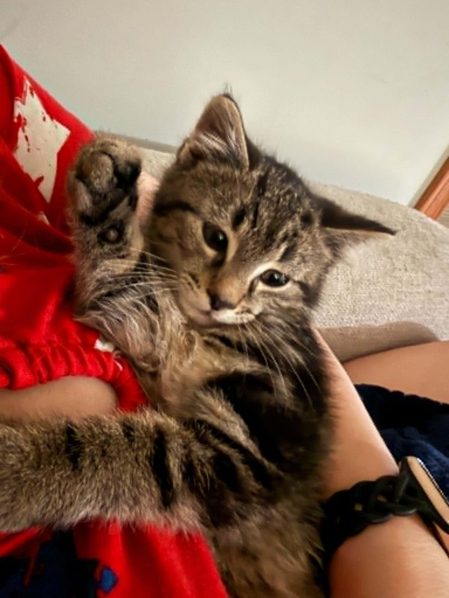 Ford, a ADOPTABLE Domestic Short Hair in Fulton, NY image 6/6