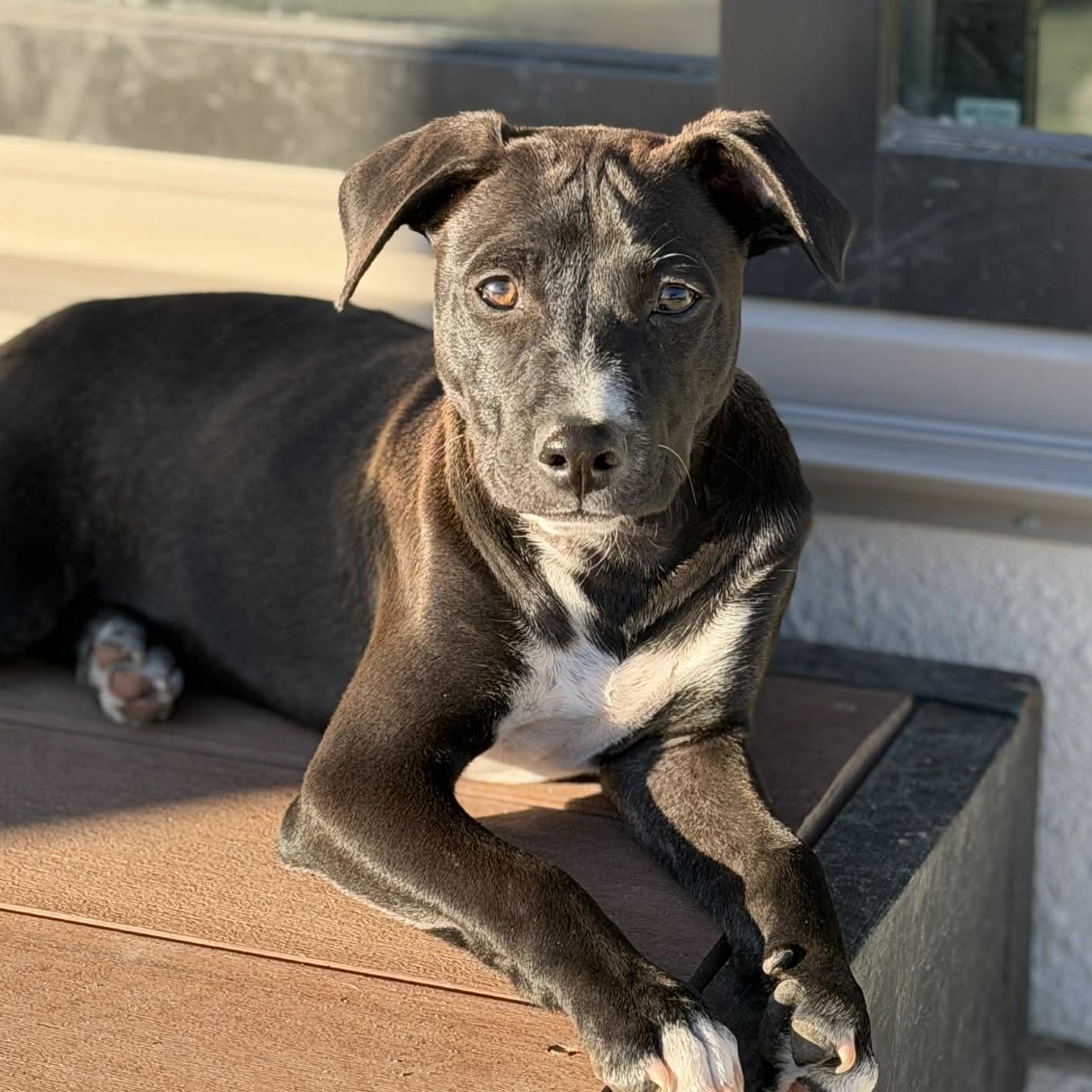 Bruno, a Adoptable mixed breed in Elk Grove Village, IL image 1/6