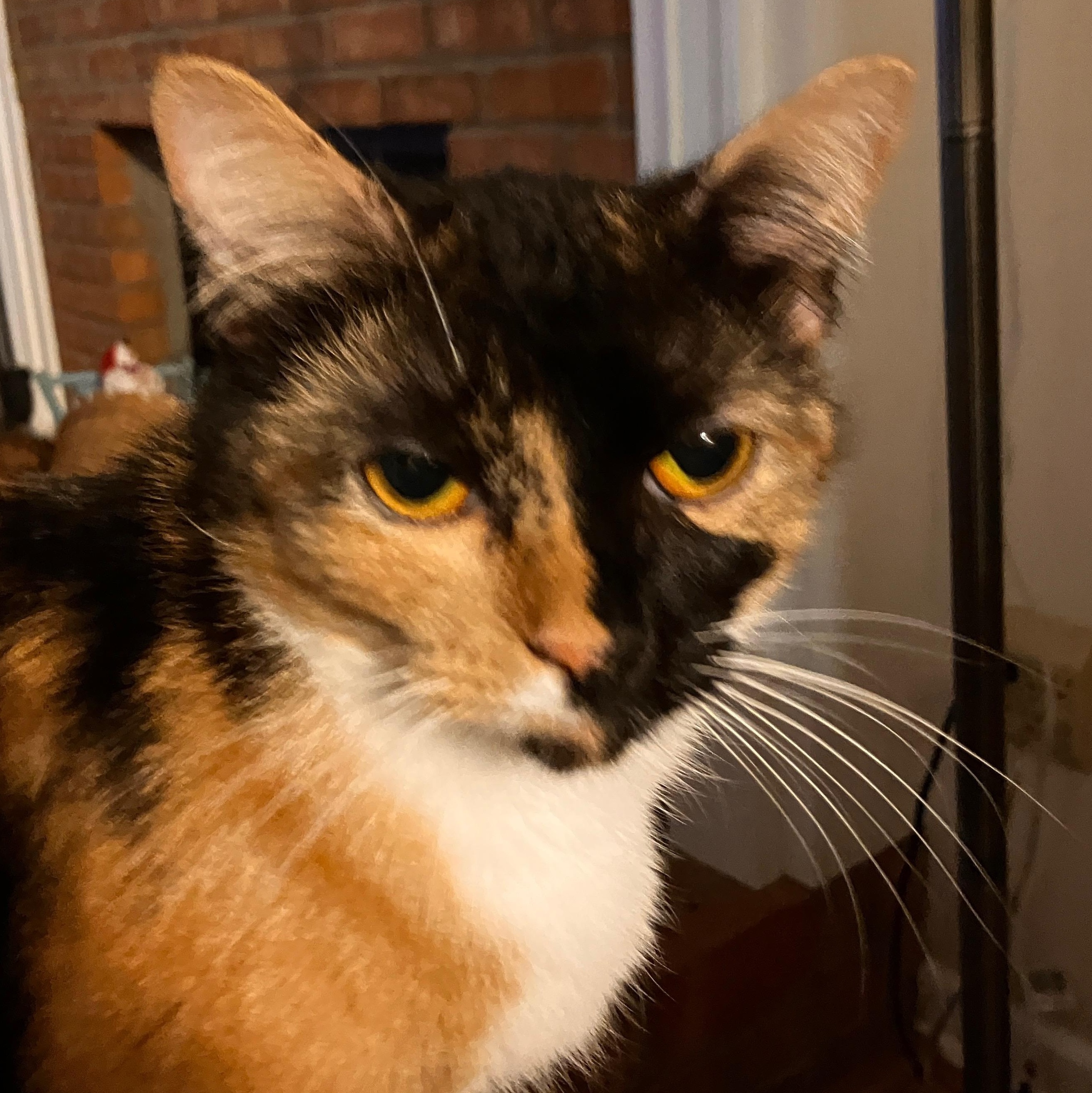 Bette, Adoptable, Adult Female Calico & Domestic Short Hair.