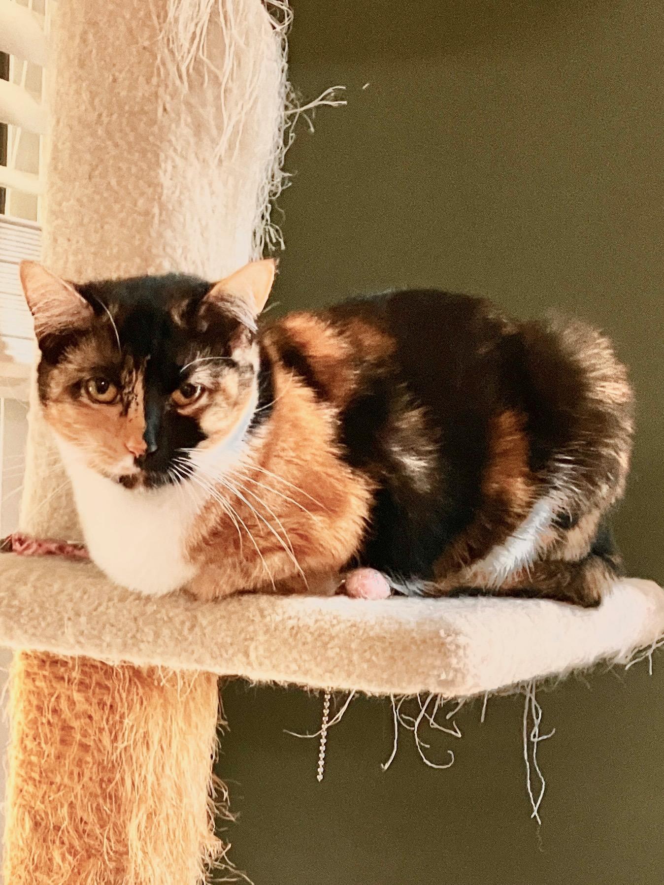 Bette, a Adoptable mixed breed in Lawrenceville, GA image 4/4