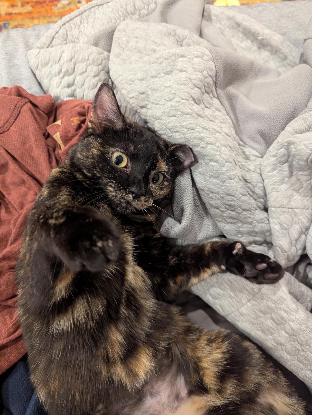 Enlarge Pandora, a ADOPTABLE mixed breed in Lombard, IL image 4/5