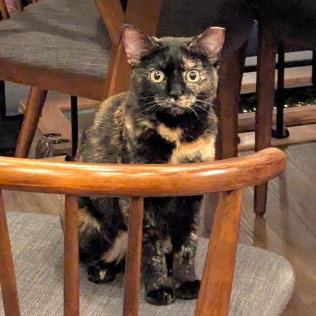 Pandora, adopted, Kitten Female Tortoiseshell & Domestic Short Hair.