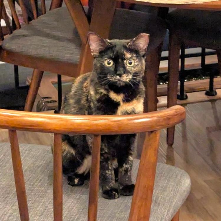 Enlarge Pandora, a ADOPTABLE mixed breed in Lombard, IL image 2/5