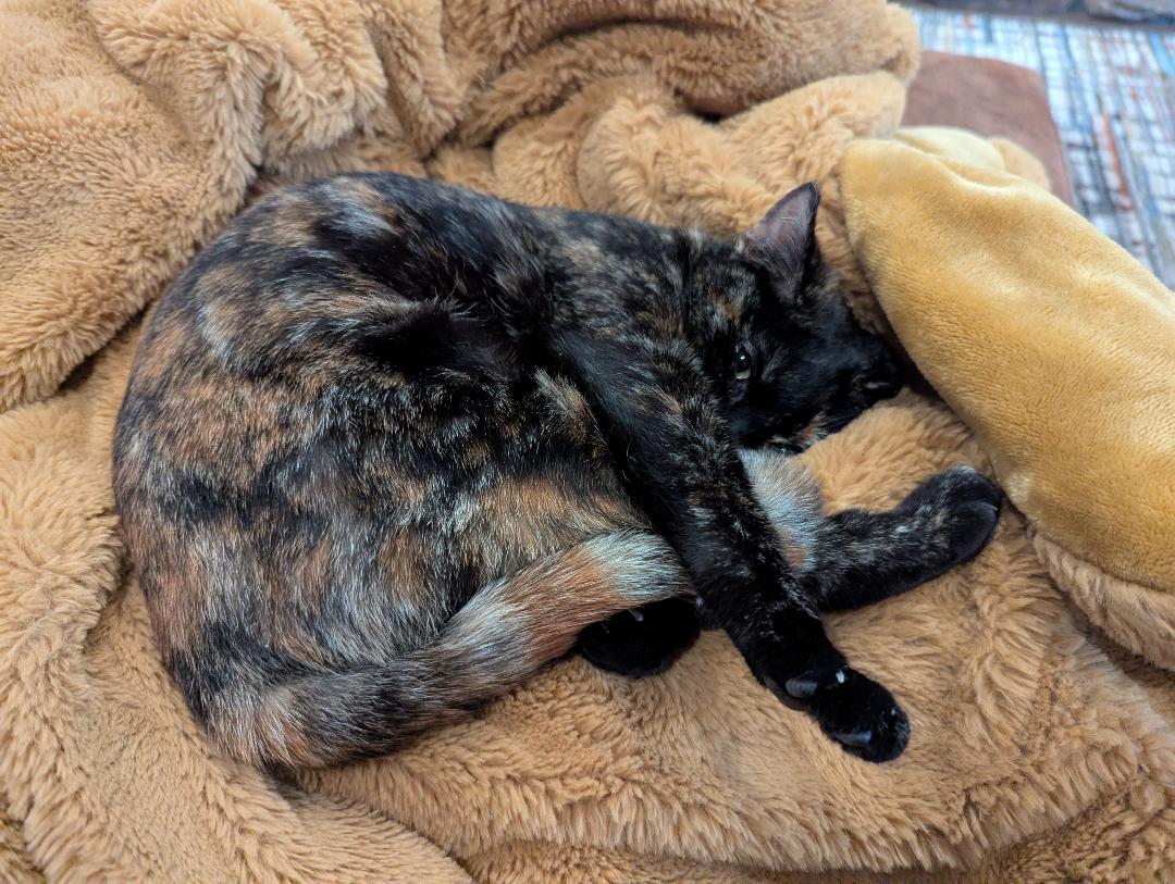 Enlarge Pandora, a ADOPTABLE mixed breed in Lombard, IL image 5/5